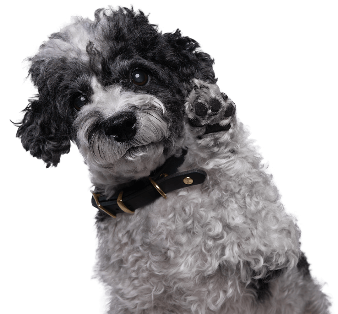 Ein schwarz-weißer Pudel winkt in die Kamera.